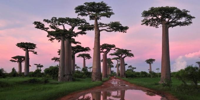 Madagaskar metsade