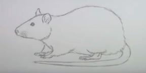 15 viisi hiire või roti joonistamiseks