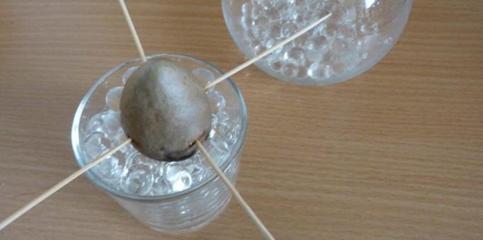 Kuidas kasvatada avokaado alates kivi: Kivi klaasi hüdrogeeli