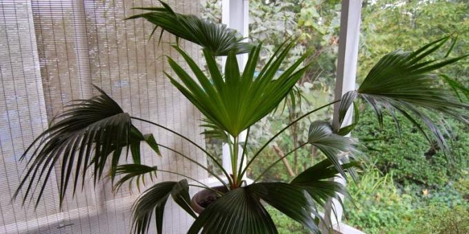 Potitaimed palmid: Livistona Hiina