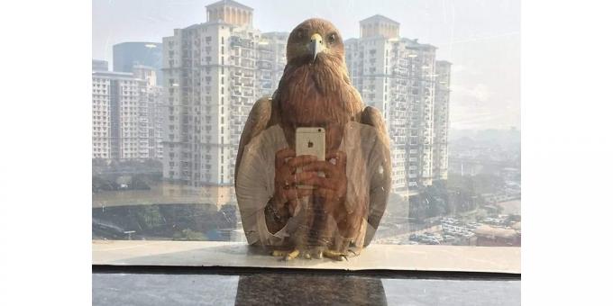 hämmastav fotod: Bird nutitelefoni