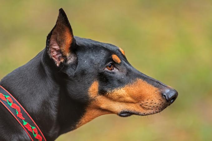 doberman