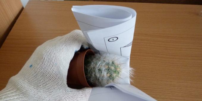 Kuidas siirdamist lill, kui siirdamise kaktus, võtke see kasutades keeratud paberist