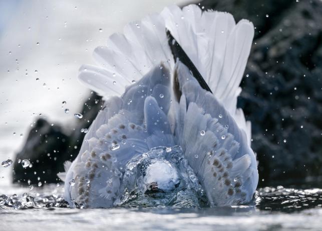 Ilusad fotod: Simon Rantingu "Punajalg-kajakas suplemine"