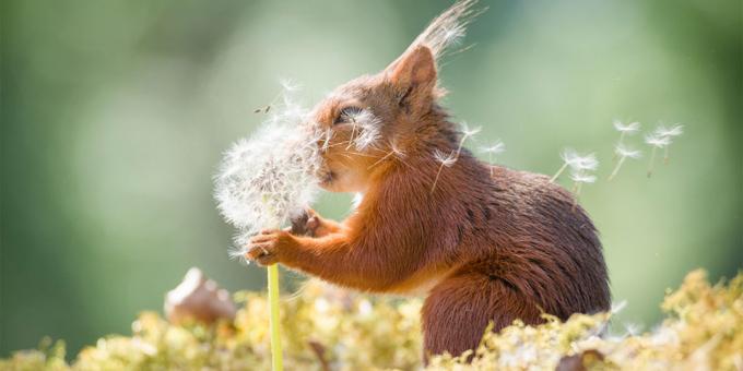 Kõige naeruväärne fotod loomad - orav võilill