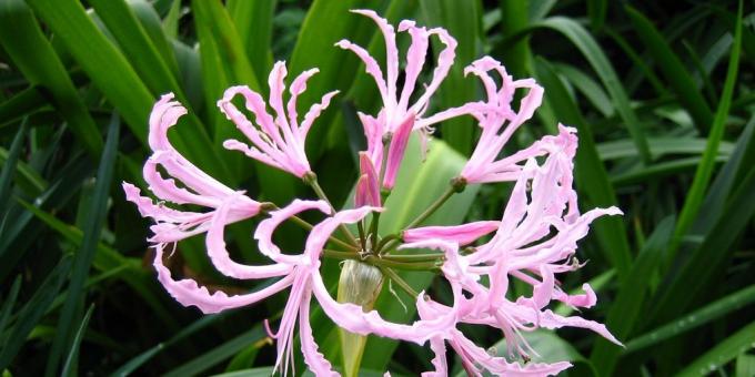 Tubade sibulakujuline lilled: Nerina