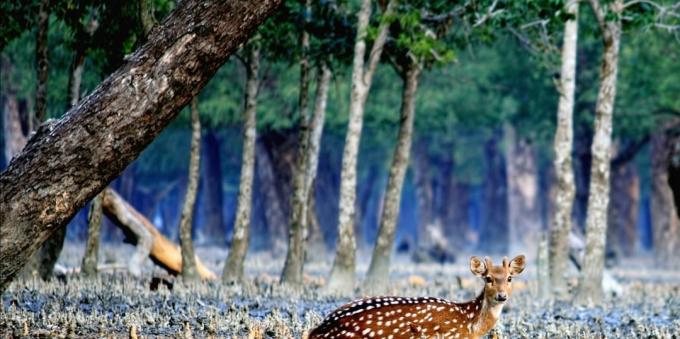 Sundarbans, India ja Bangladesh