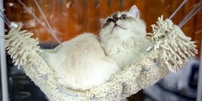Siberi kass: iseloom