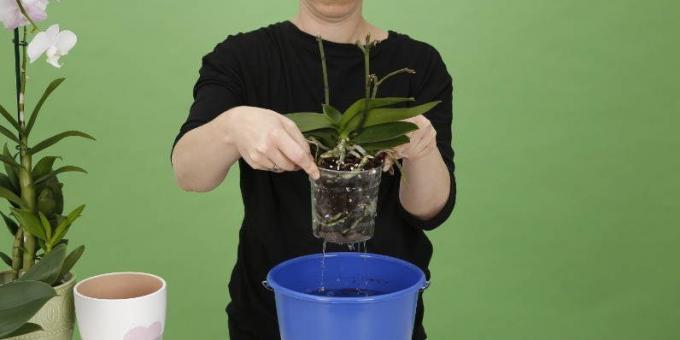 Kuidas vee Orchid: tõsta pott vabaneda liigne vesi