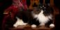 Siberi kass: tõu kirjeldus, iseloom ja hooldus