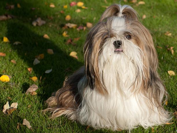 Shih tzu