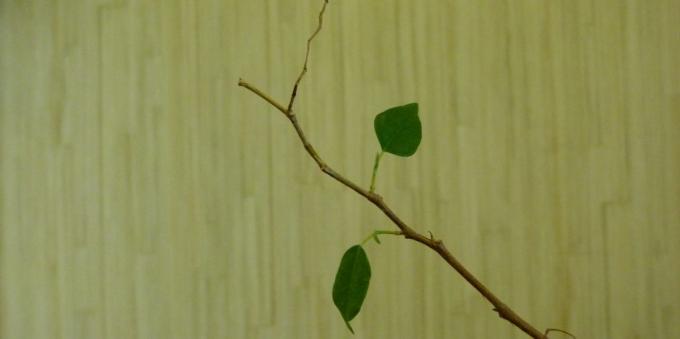 Ficus: ravi kodus