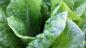 Kogu tõde superfudah: see kasulik goji marjad ja chia seemned, nagu nad ütlevad nende kohta