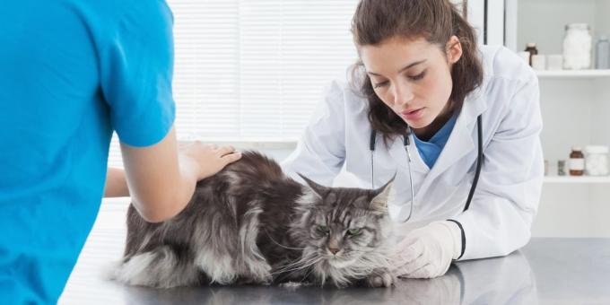 Care for Maine Coons