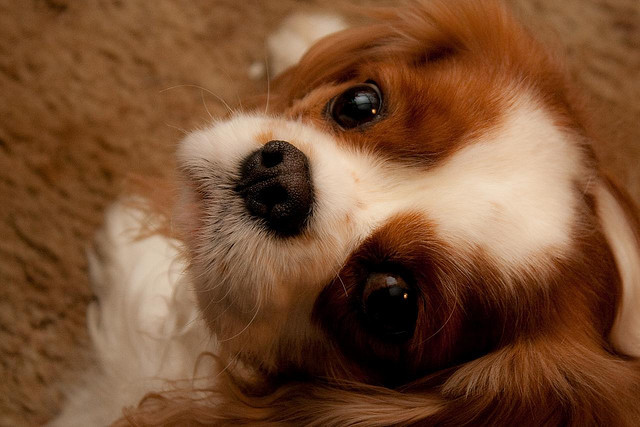 Cavalier King Charles spanjel