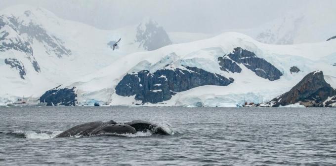 Antarktika: küürvaala foto