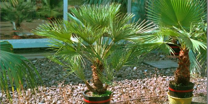 Riigisisesed palmi: hamerops madalasse 