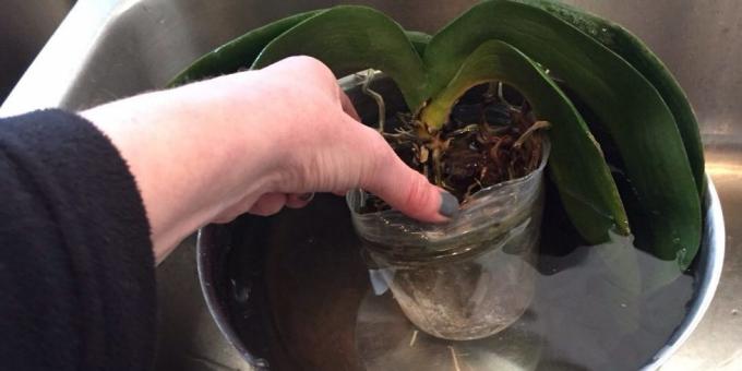 Kuidas kasta orhidee: sukelduda, Hinga sügavalt kaussi või muu mahuti