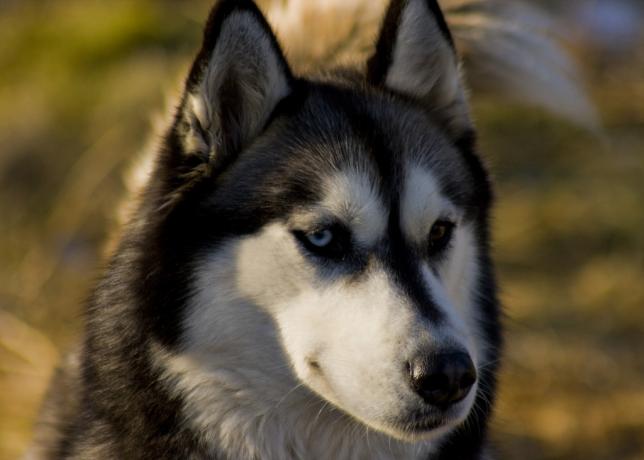 Siberi husky