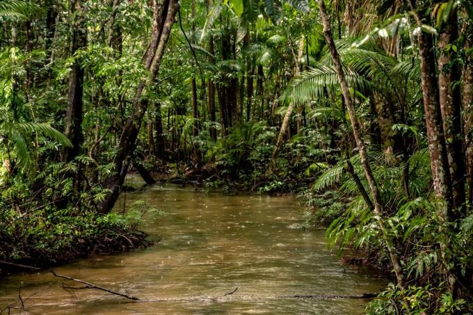 Huvitavad faktid: 20% hapnikku toodetud Amazon metsa