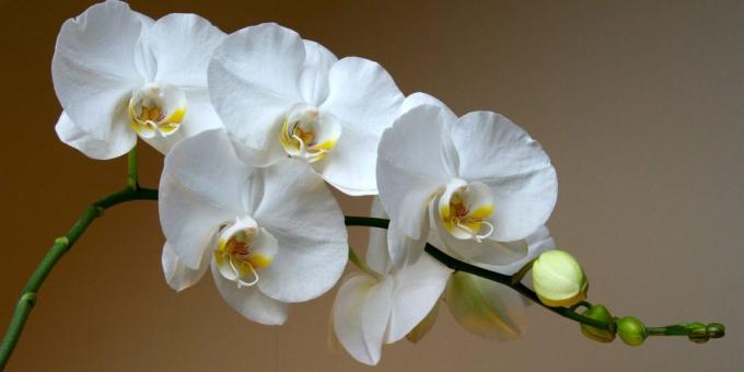 Kuidas hoolitseda orhideed Phalaenopsis