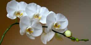 Kuidas hoolitseda orhideed eri sortide