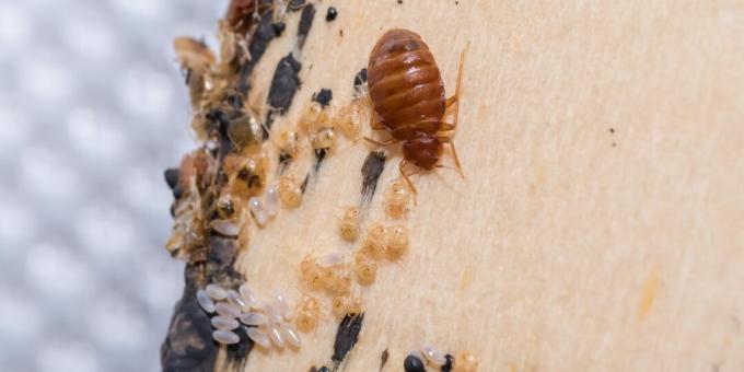 Kuidas voodipisikutest vabaneda: otsige eraldatud kohtadest mune, nahka ja putukate väljaheiteid