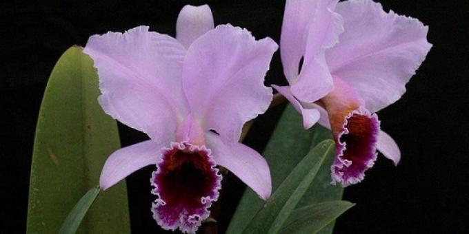 Kuidas hoolitseda orhideed