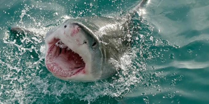 Populaarsed väärarusaamad: haid ründavad inimesi ekslikult