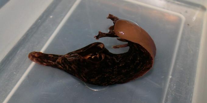 Aplysia - mollusk, mida nimetatakse ka habemega hülgeks
