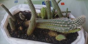 Kuidas hoolitseda kaktused: põhjalik juhend