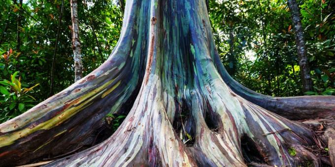 Imeilus koht: Rainbow Eucalyptus puud Maui, Hawaii