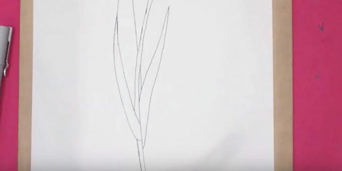 Kuidas tulpi joonistada: joonista õige leht