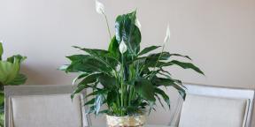 Kuidas hoolitseda Spathiphyllum kodus