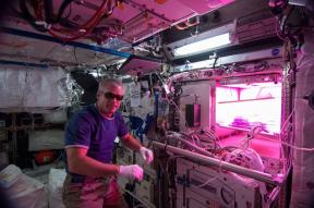 Salat kosmoses. Astronaudid kasvata taimi ISS ja miks see oluline